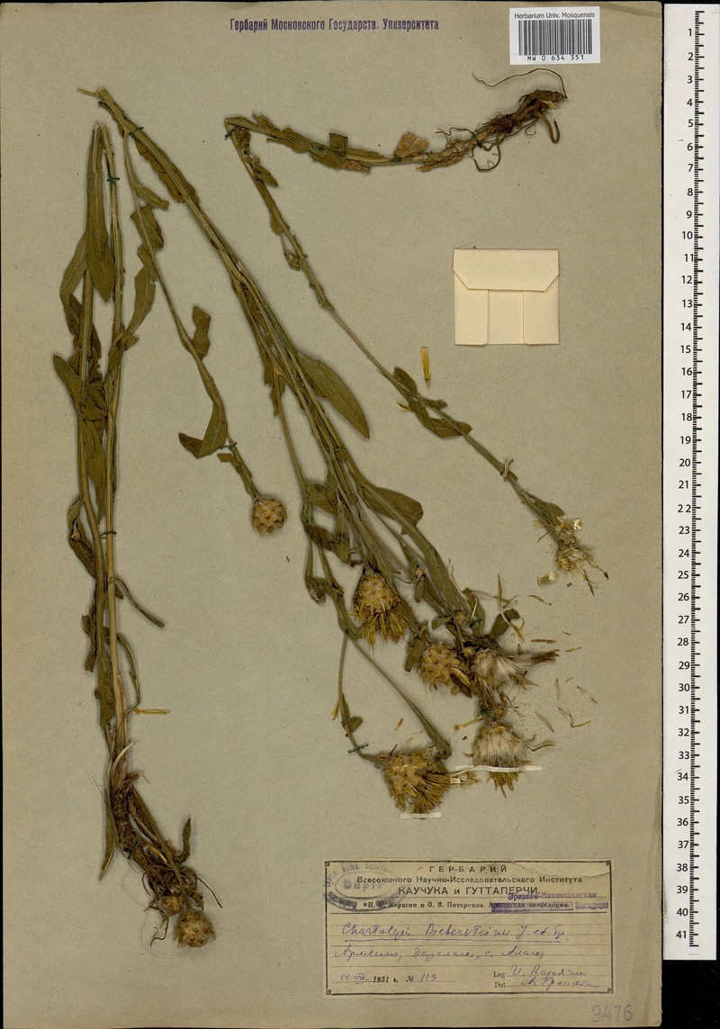 Centaurea gabrieljanae photo 4