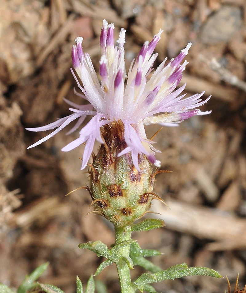Centaurea gadorensis