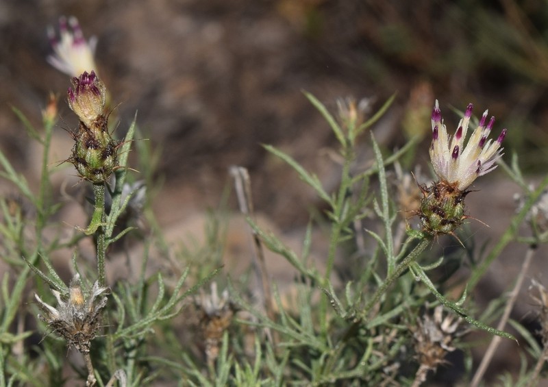 Centaurea gadorensis photo 2