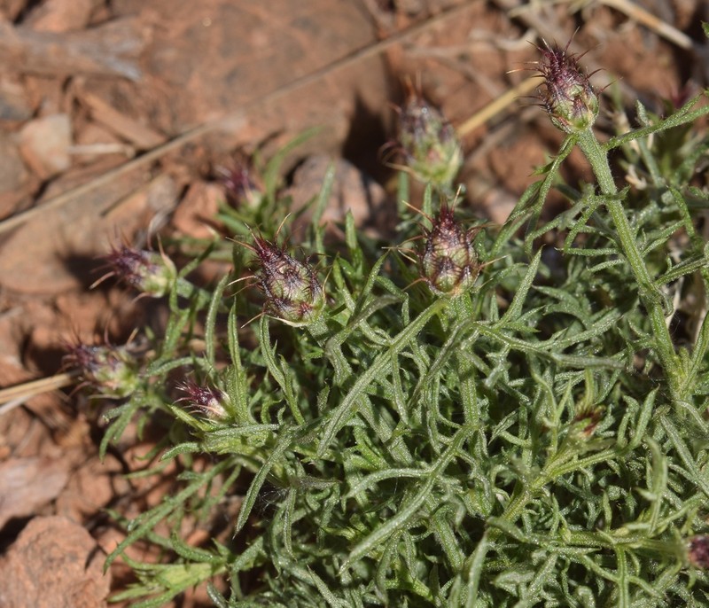 Centaurea gadorensis photo 4