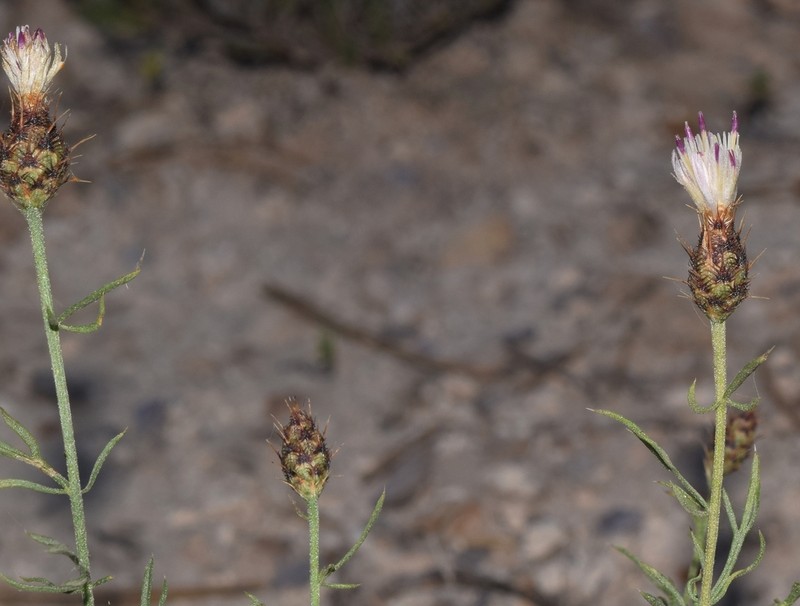 Centaurea gadorensis photo 5