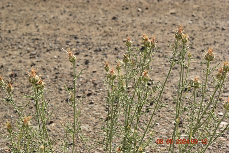 Centaurea gadorensis photo 6