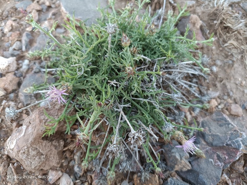 Centaurea gadorensis photo 7