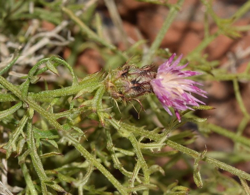 Centaurea gadorensis photo 8