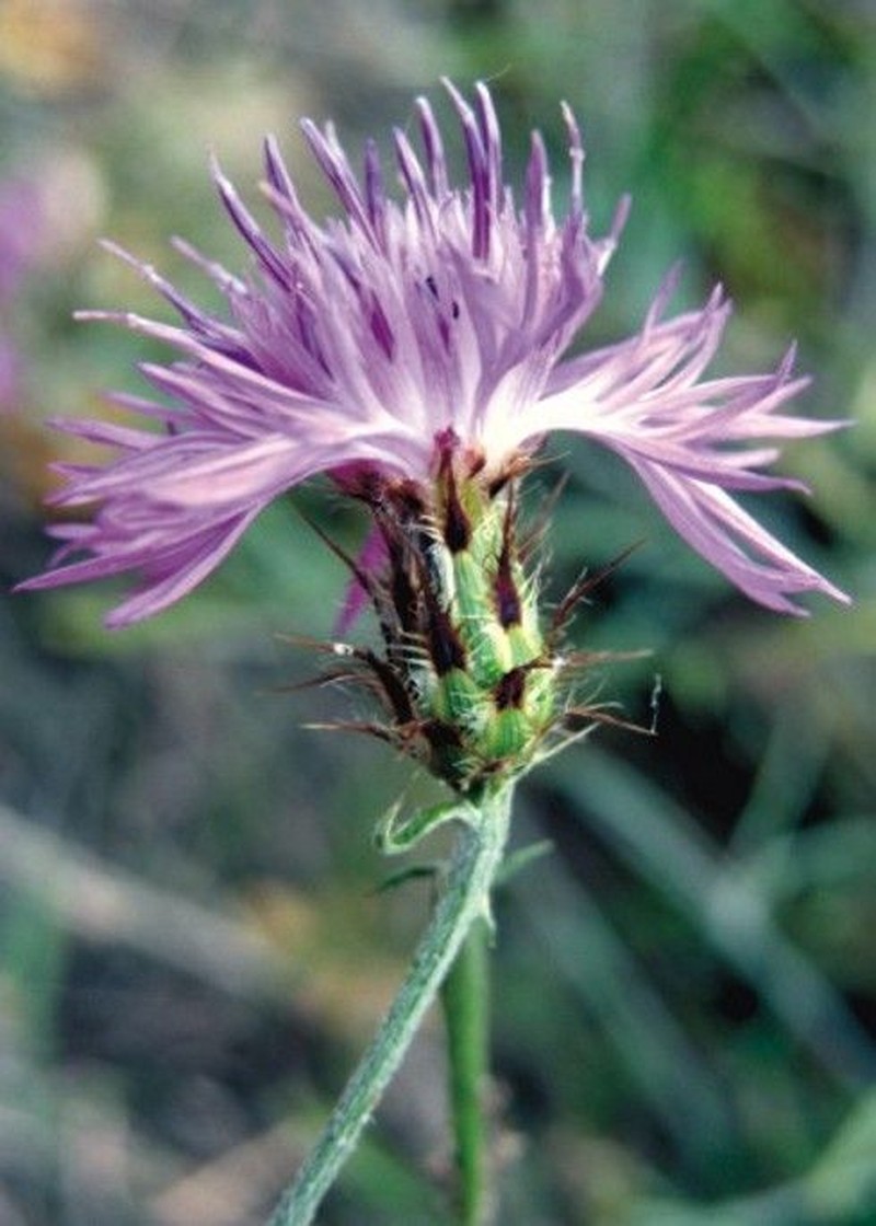Centaurea galicicae