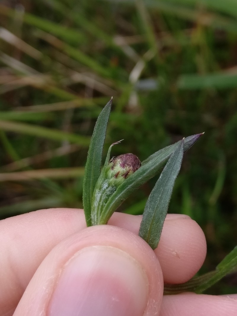 Centaurea gallaecica