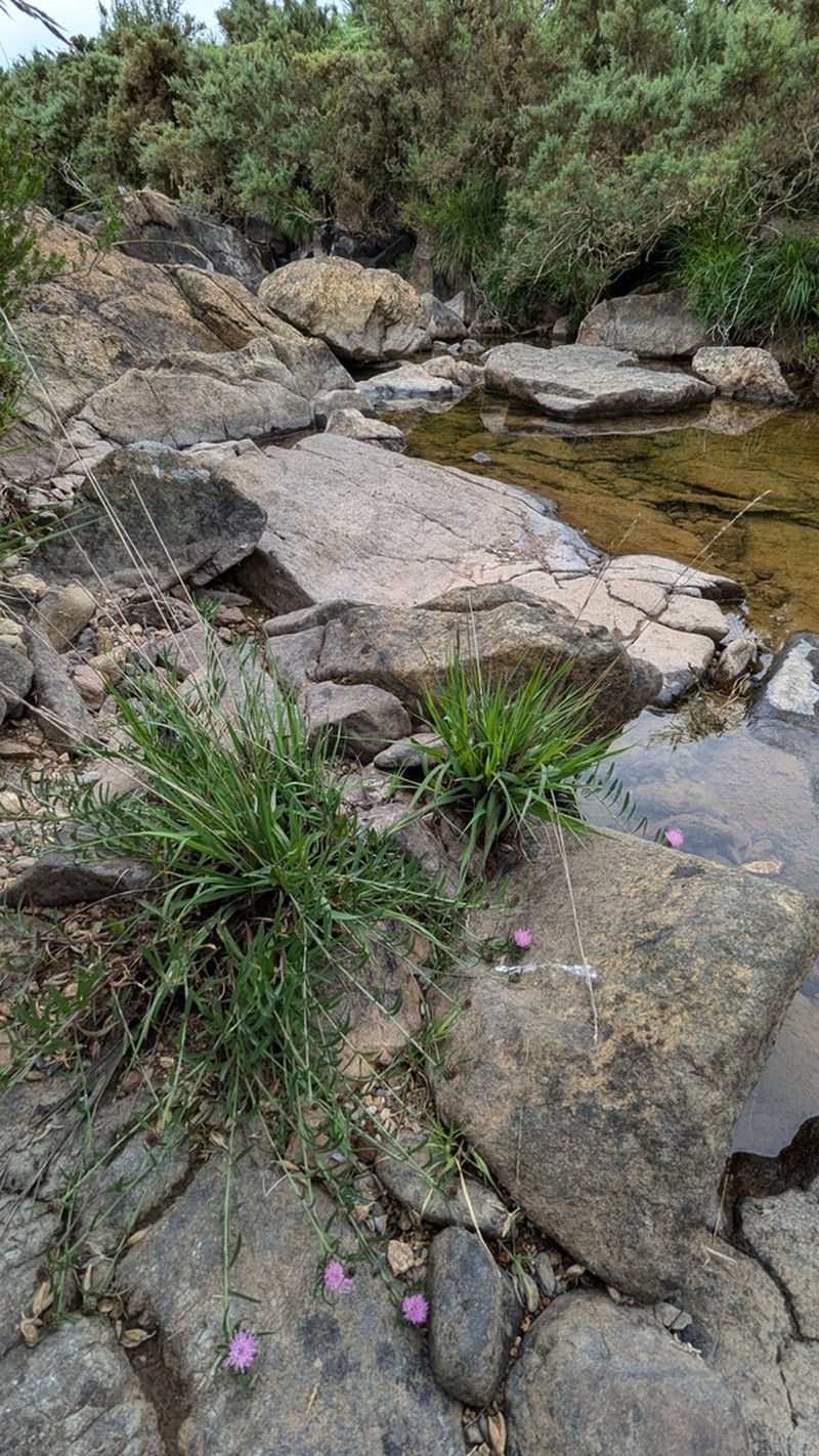 Centaurea gallaecica photo 2