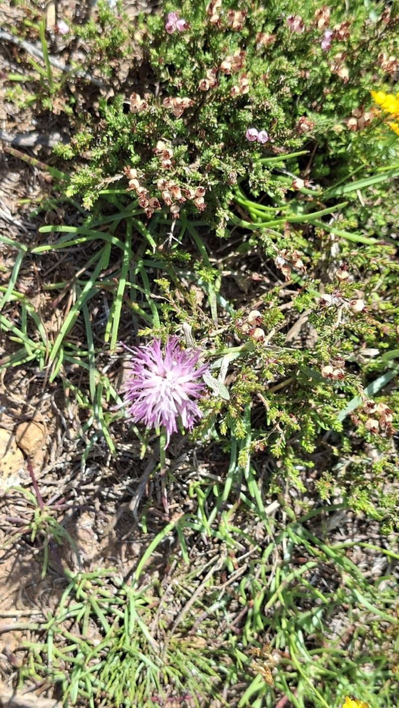 Centaurea gallaecica photo 3