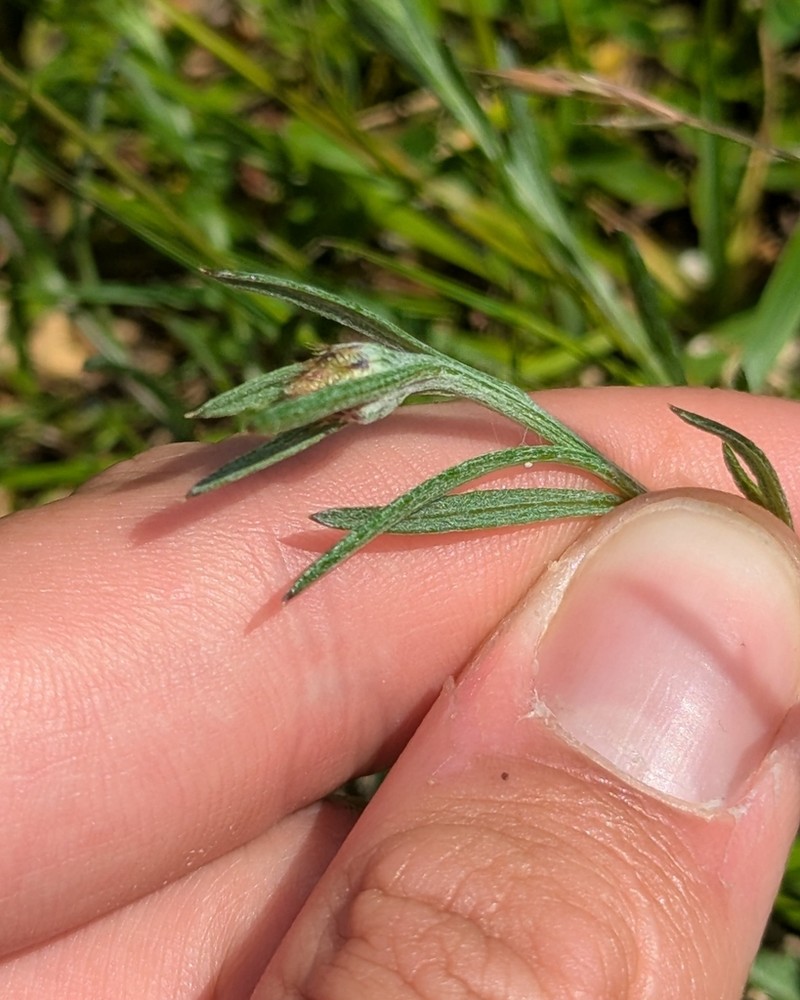 Centaurea gallaecica photo 4