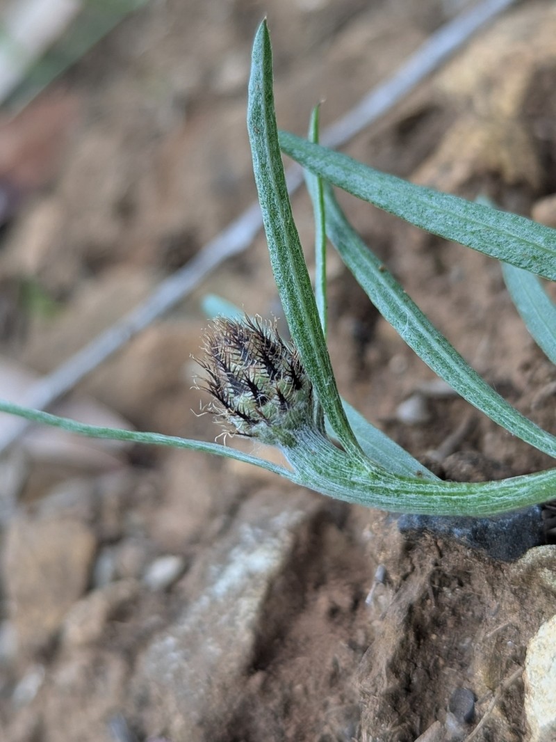 Centaurea gallaecica photo 5