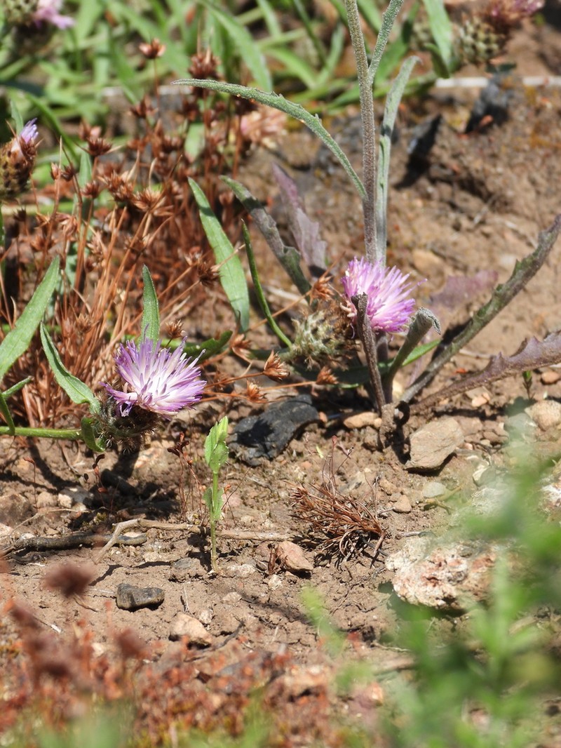 Centaurea gallaecica photo 6