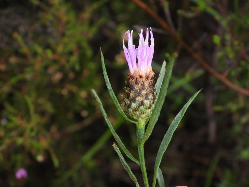 Centaurea gallaecica photo 7