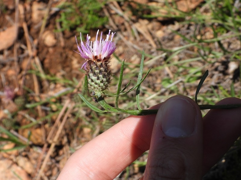 Centaurea gallaecica photo 8