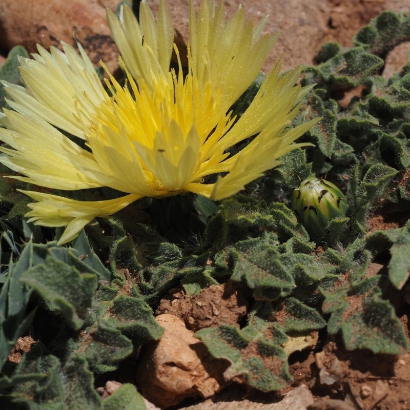 Centaurea gattefossei