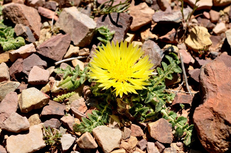 Centaurea gattefossei photo 3