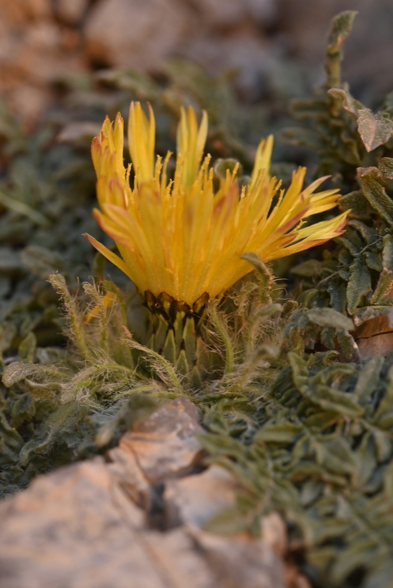 Centaurea gattefossei photo 4