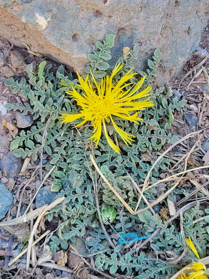 Centaurea gattefossei photo 5