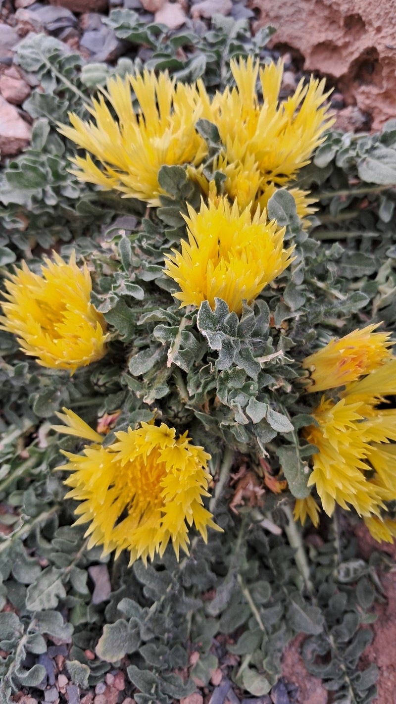 Centaurea gattefossei photo 6