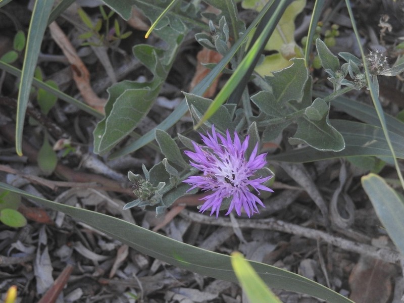 Centaurea gentilii