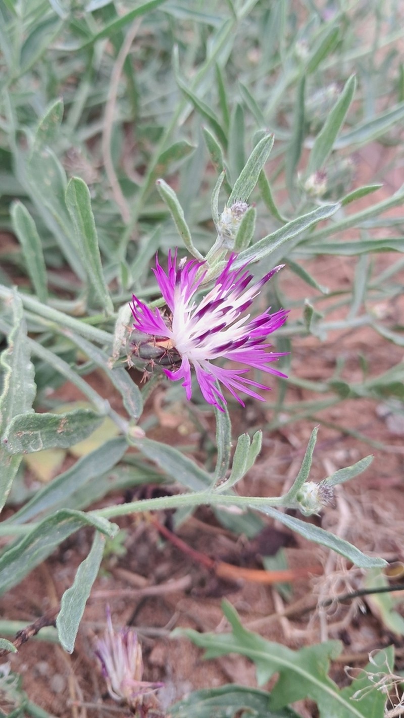 Centaurea gentilii photo 2