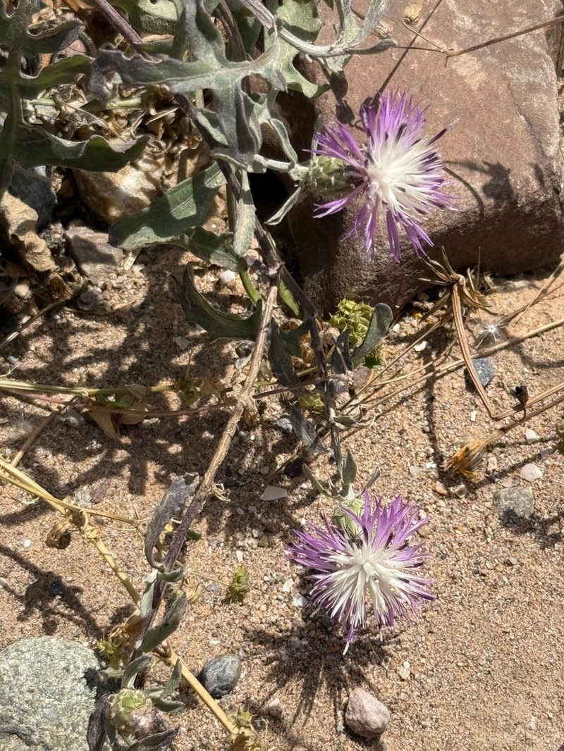 Centaurea gentilii photo 3