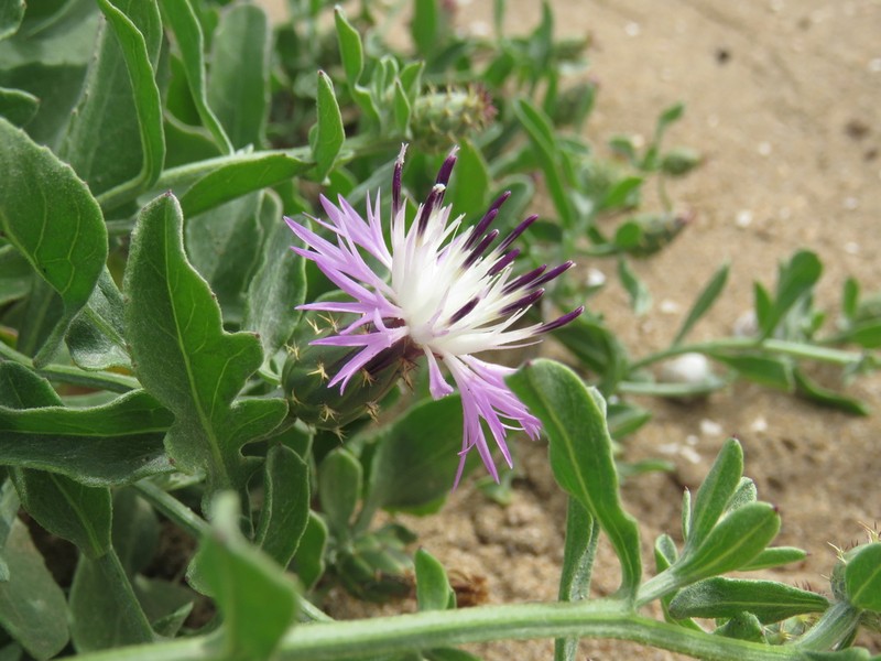 Centaurea gentilii photo 4