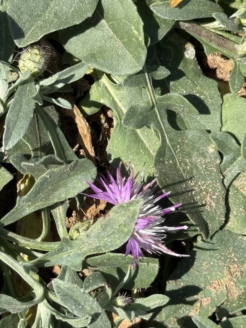 Centaurea gentilii photo 5