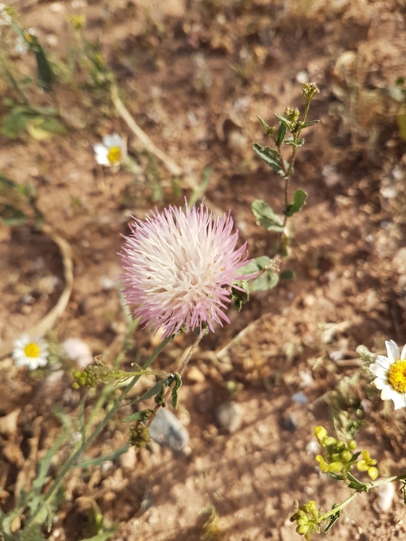 Centaurea gentilii photo 6