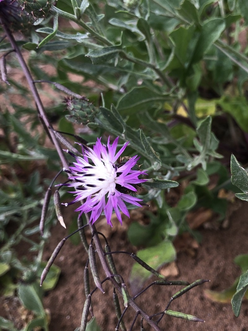 Centaurea gentilii photo 7