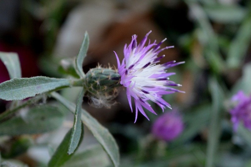 Centaurea gentilii photo 8