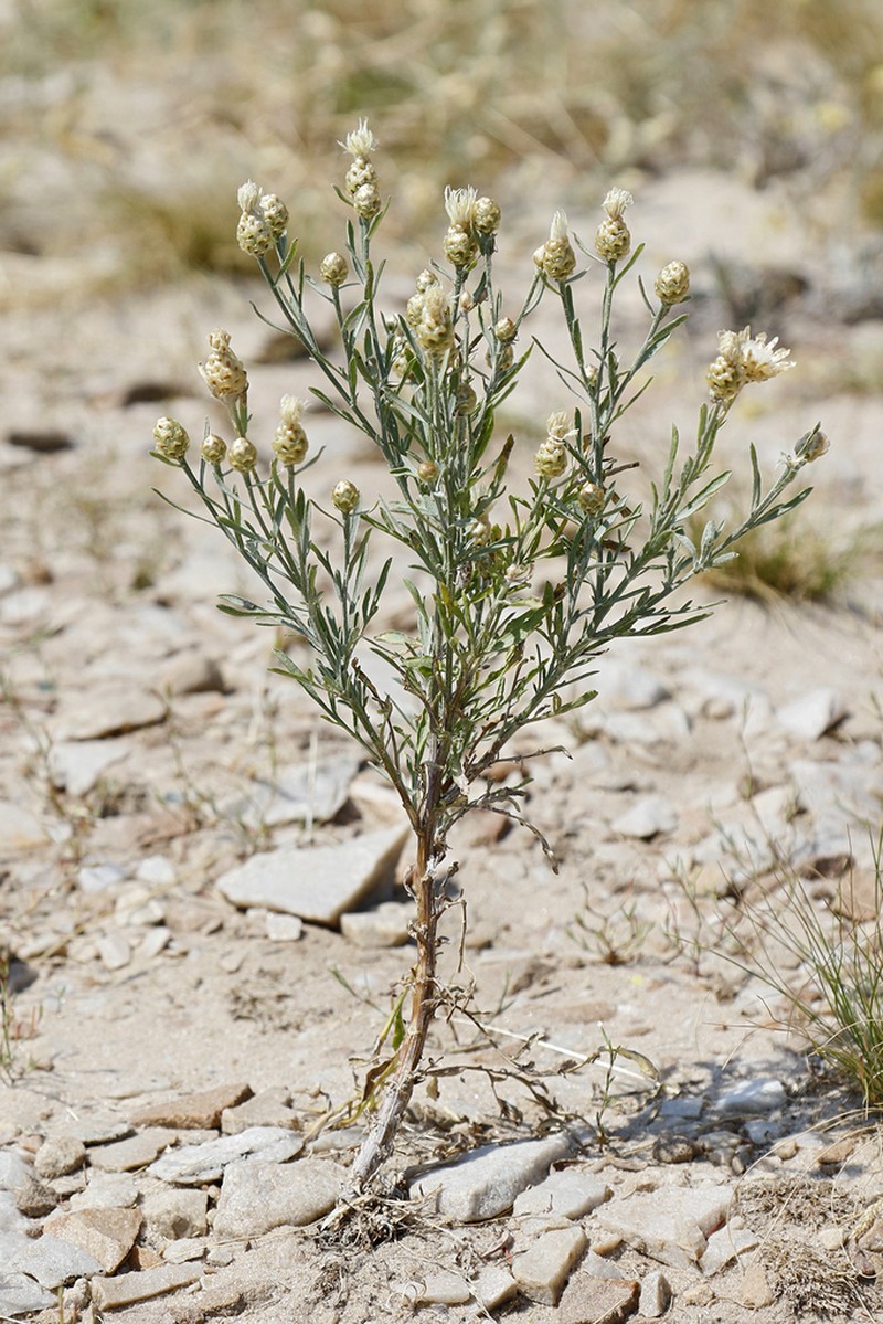 Centaurea gerberi