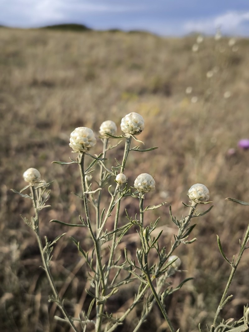 Centaurea gerberi photo 2