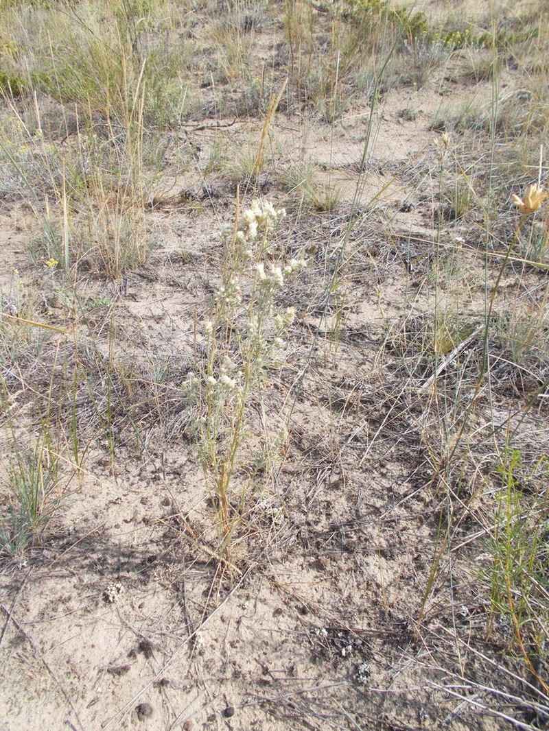 Centaurea gerberi photo 3