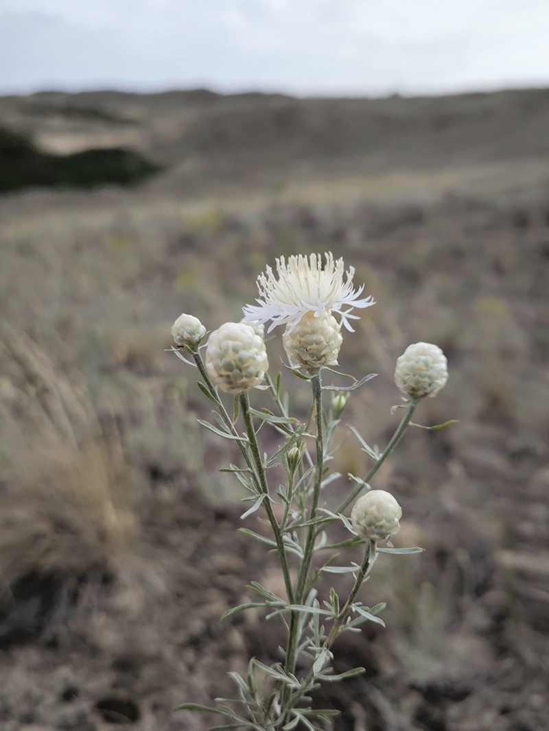 Centaurea gerberi photo 4