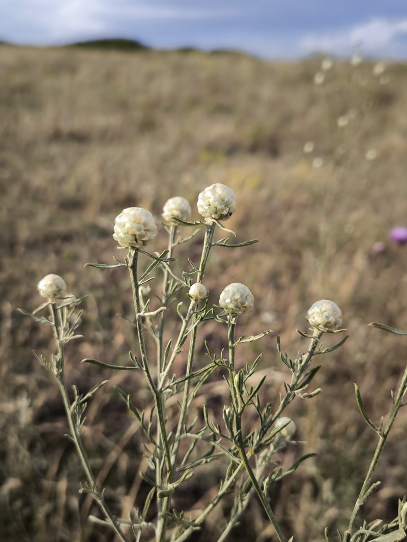 Centaurea gerberi photo 5
