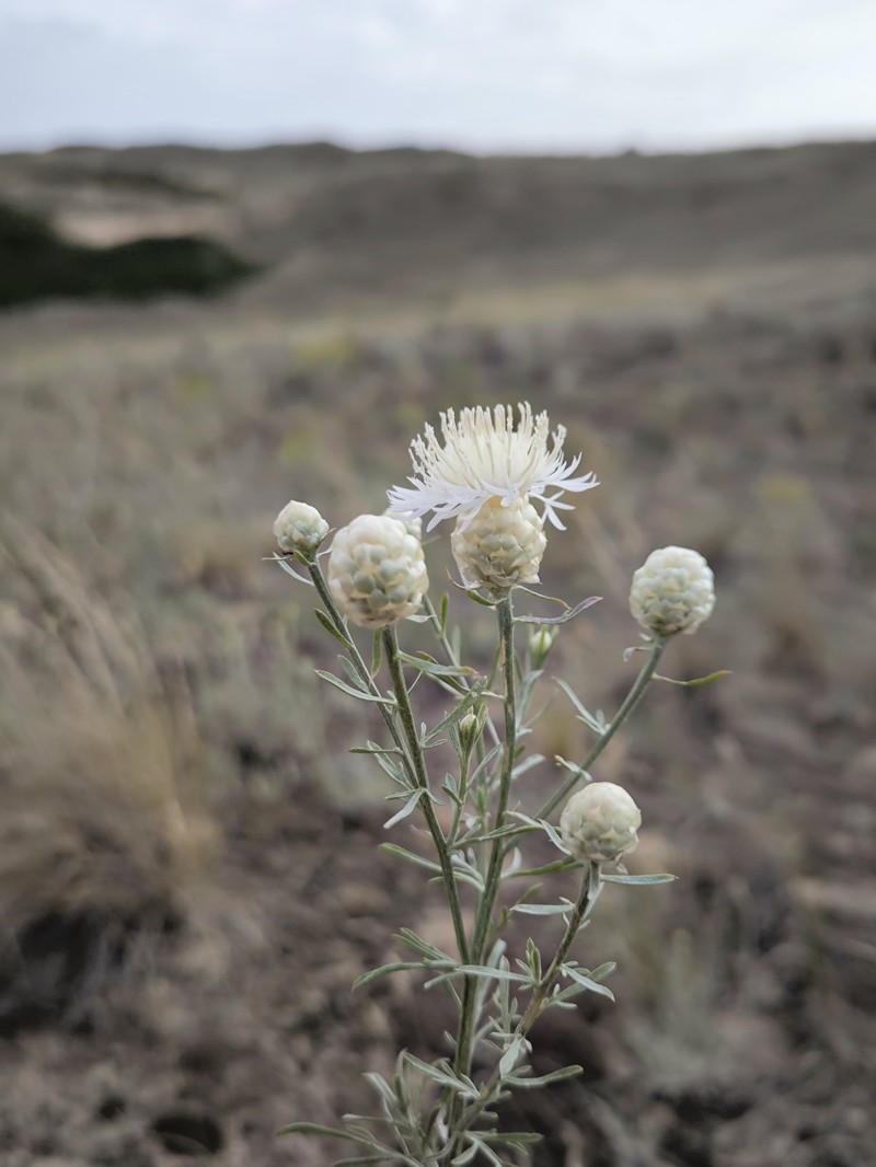 Centaurea gerberi photo 6