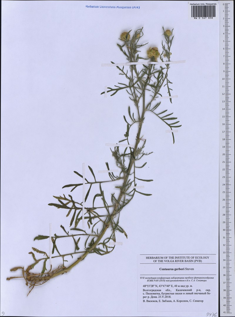 Centaurea gerberi photo 8