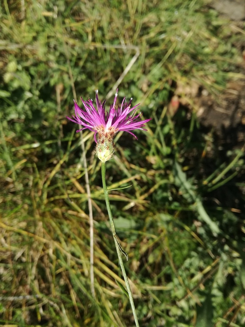 Centaurea giardinae