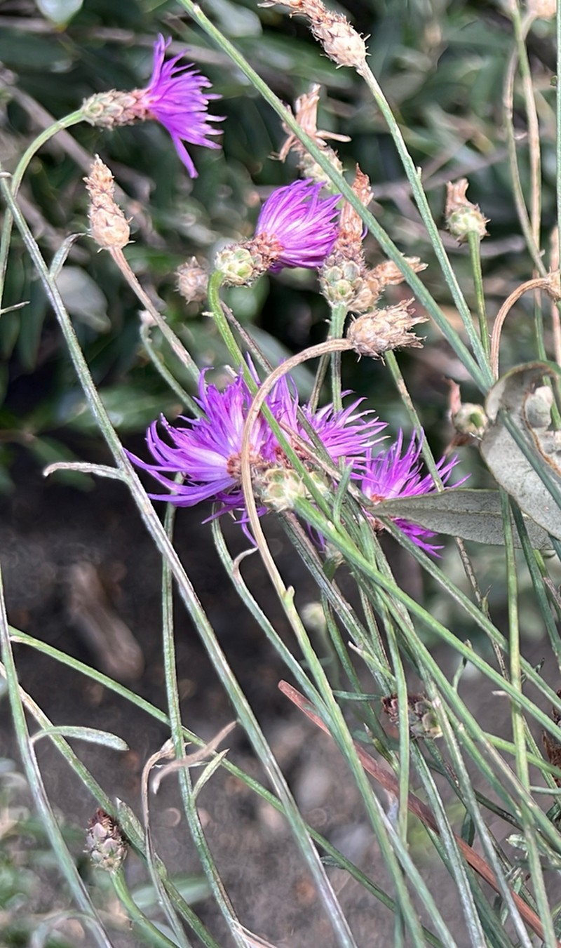 Centaurea giardinae photo 2