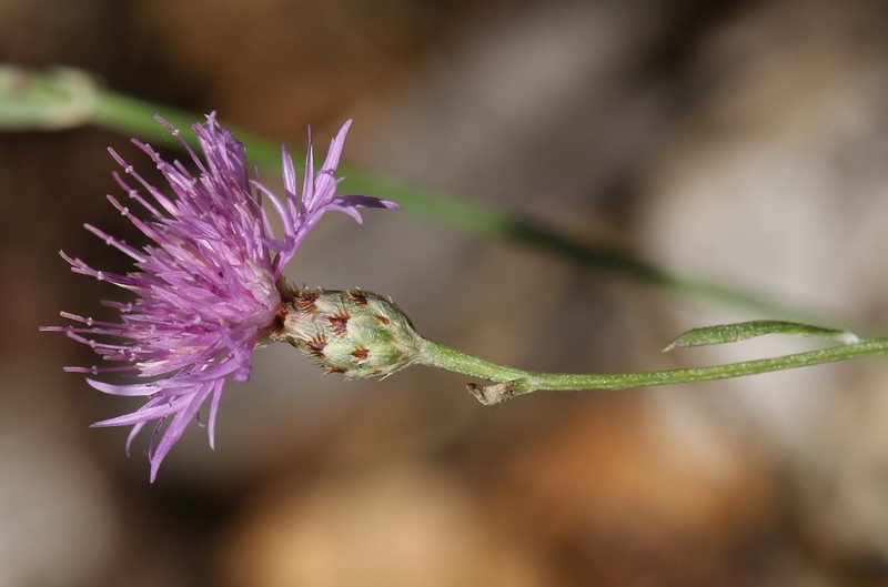 Centaurea giardinae photo 3