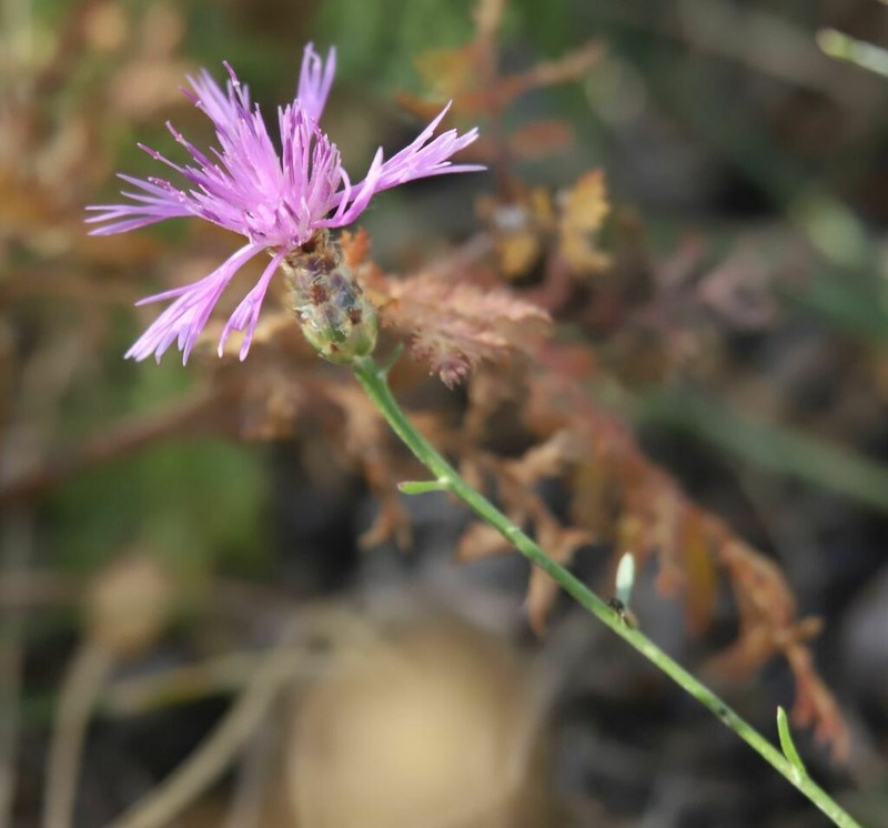 Centaurea giardinae photo 4