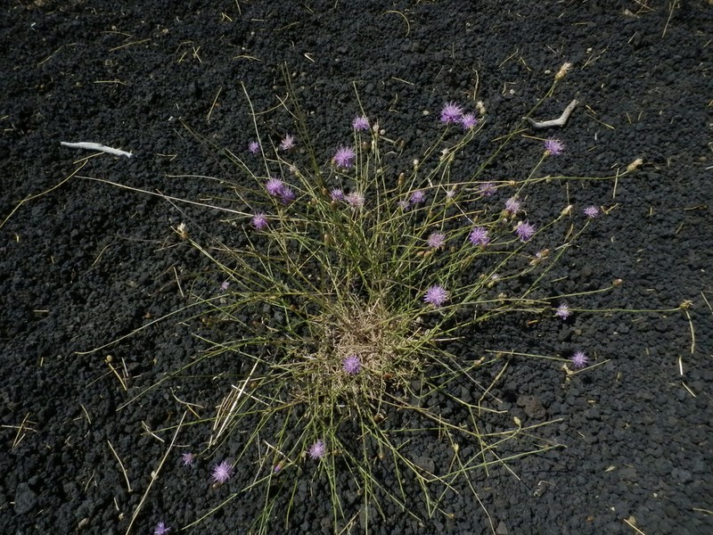 Centaurea giardinae photo 5