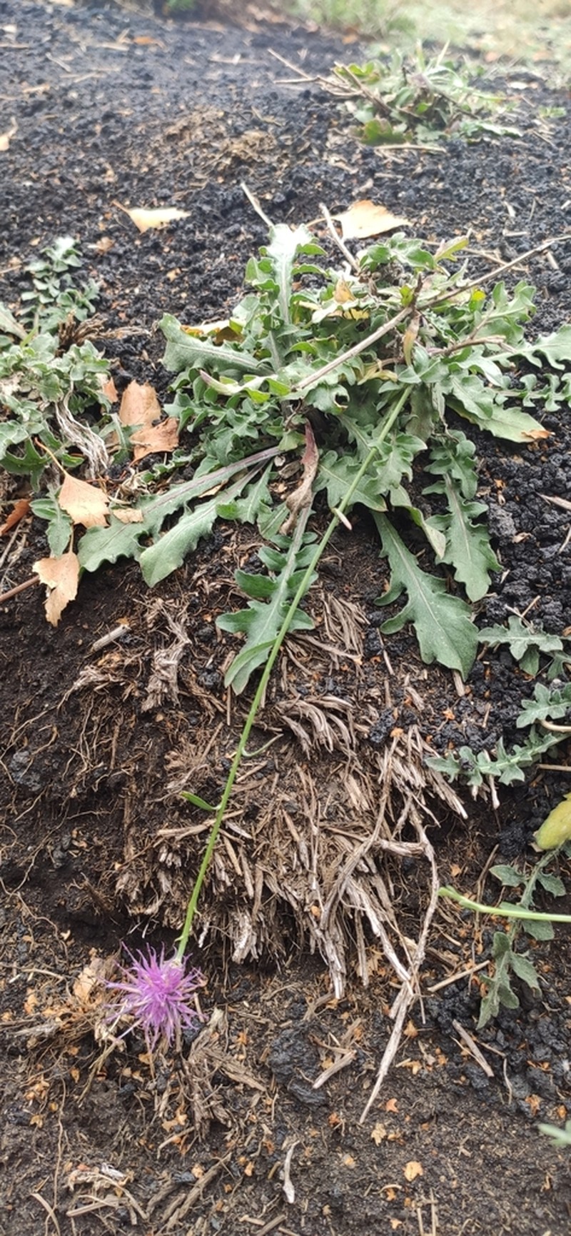 Centaurea giardinae photo 6