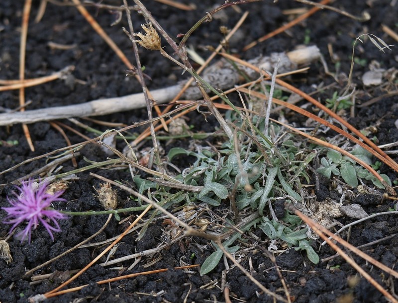Centaurea giardinae photo 7
