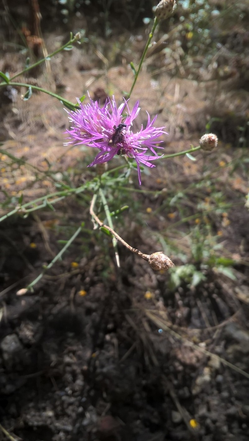 Centaurea giardinae photo 8