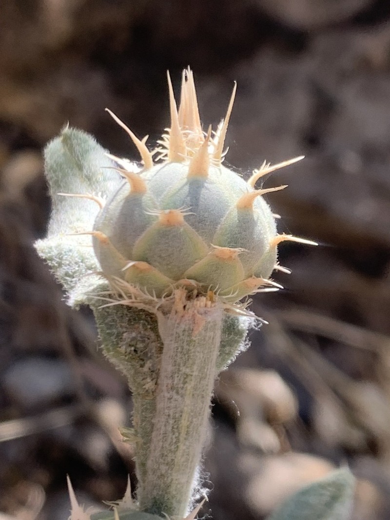 Centaurea gigantea photo 2