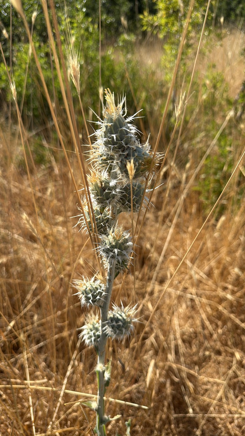 Centaurea gigantea photo 3