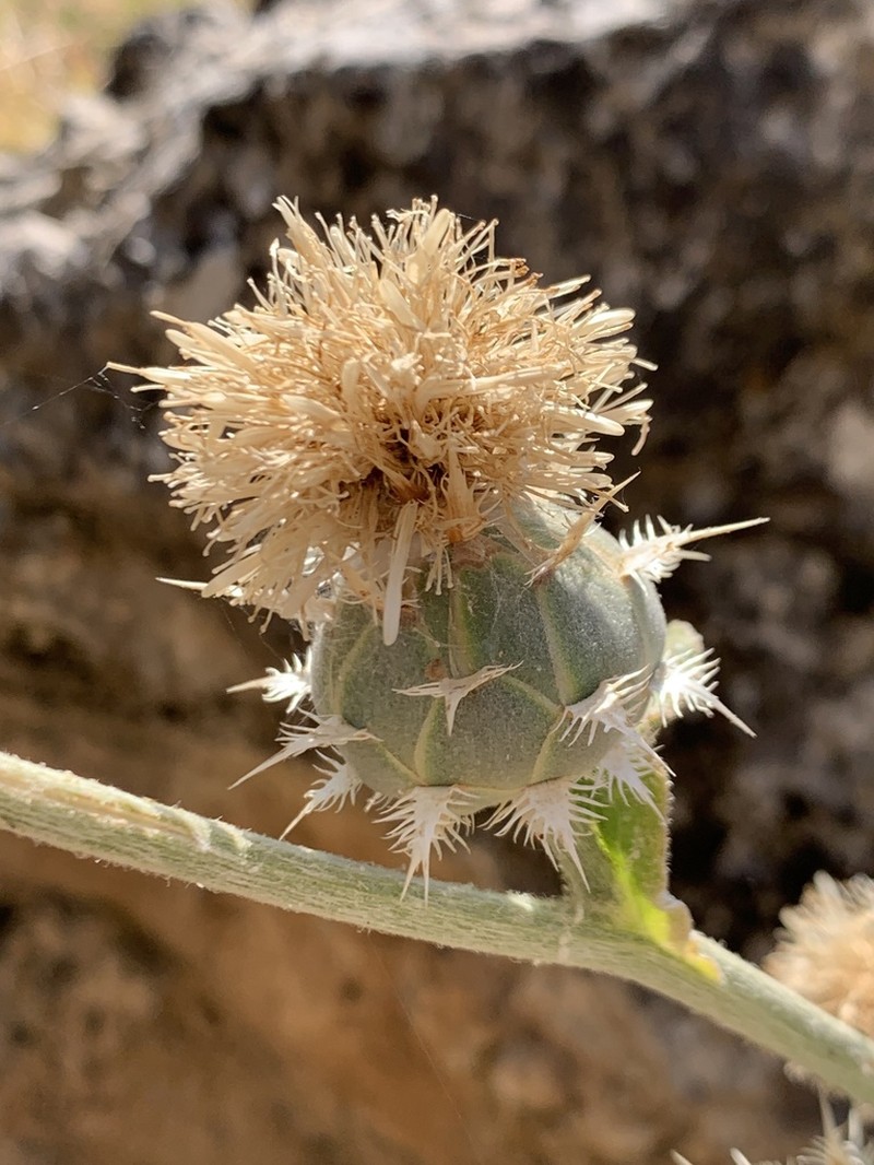 Centaurea gigantea photo 4