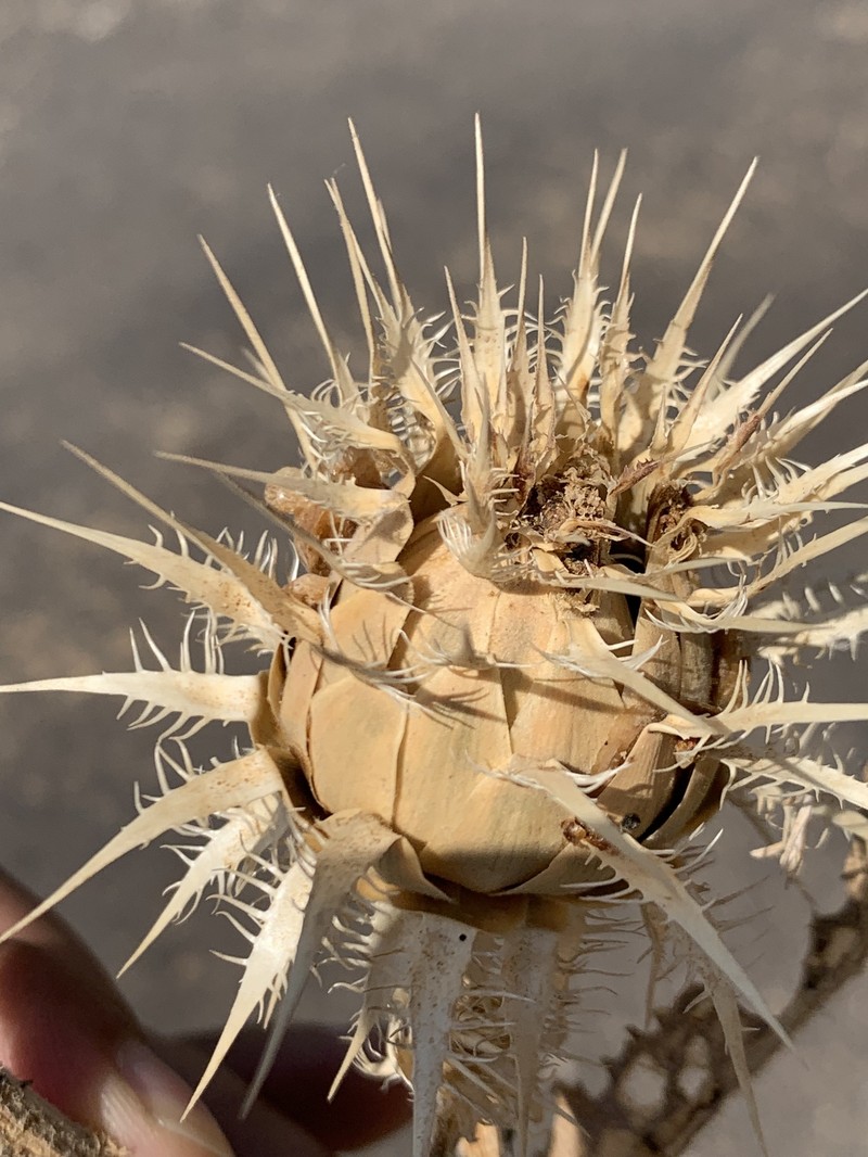 Centaurea gigantea photo 6