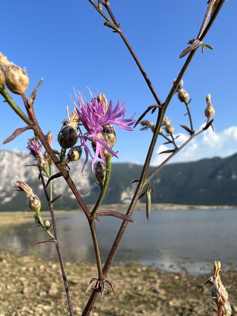 Centaurea glaberrima